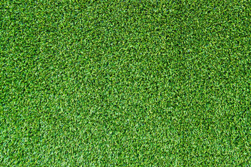 Obraz premium Green grass