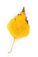 Beautiful yellow autumn leaf isolated on a white background