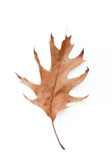 Fototapeta premium Beautiful brown autumn leaf isolated on a white background