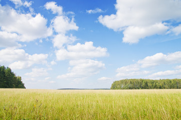 Yellow grass field near forest edge.