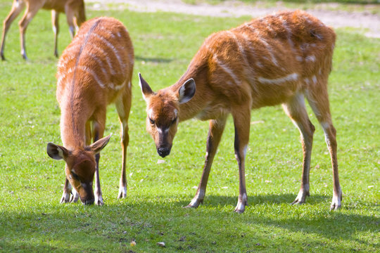 Fototapeta Sitatunga (Tragelaphus spekii, spekeii, speki)