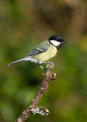 Great Tit (Parus Major)