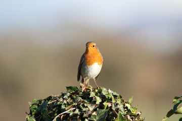 Robin