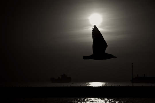 Fototapeta Black and White Seagull Shade in The Sunset