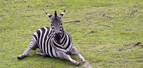 Zebra © anilah