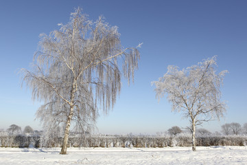 frost covered silver birch trees