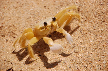 Le crabe