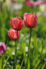 Obraz premium Tulips