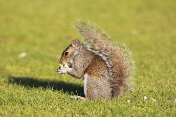 squirrel~1