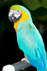 Colourful parrot bird sitting on the perch