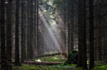 Firebreak with fallen trees in a pine forest, lit by sun rays