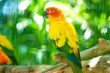 Colourful parrot bird sitting on the perch