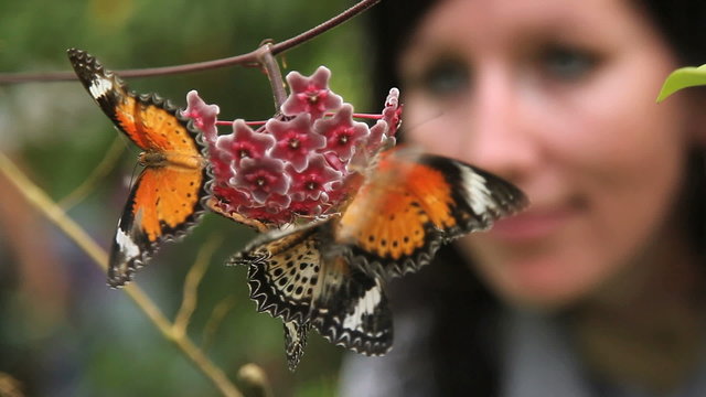 Looking Butterflys