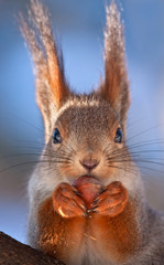 Close-up of eating squirrel