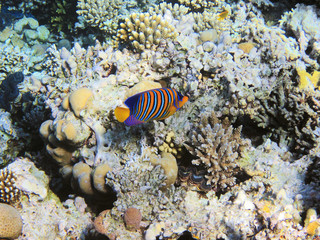 Obraz na płótnie Canvas Tropical fish on the coral reef in Red Sea; Egypt