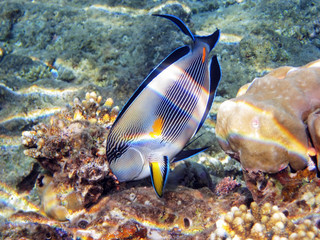 Fototapeta na wymiar Tropical fish on the coral reef in Red Sea; Egypt