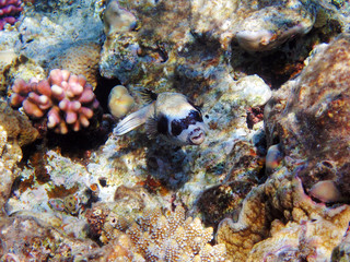Naklejka na ściany i meble Tropical fish on the coral reef in Red Sea; Egypt