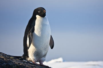 black and white penguin
