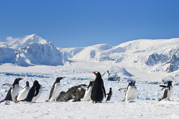 a large group of penguins