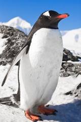 Fototapeta premium penguin on the rocks