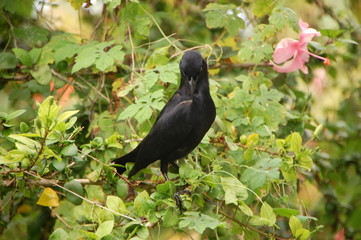 Oiseau quiscale noir