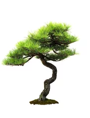 Foto auf Acrylglas Bonsai Japanische Rotkiefer - Pinus densiflora