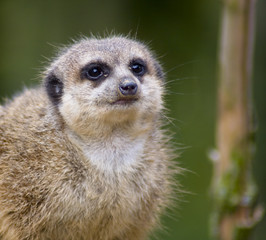 Meercat / surykatka © anilah