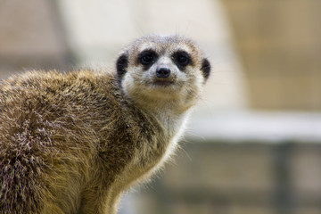 Meercat / surykatka © anilah