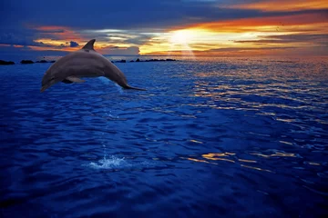 Schilderijen op glas Dolfijnen springen © Kjersti