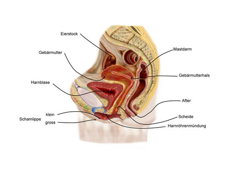 weibliche organe