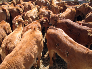 young cattle after branding