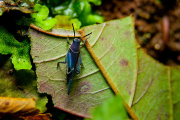 Blue Grasshopper