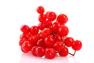 red berries of viburnum isolated on white