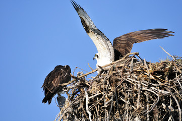 Osprey with wide wing and mate