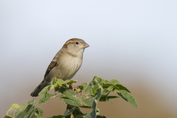 Passer domesticus - Moineau domestique - House Sparrow