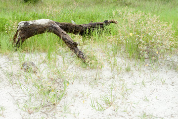 Driftwood, Sand and Seagrass on Beach Hilton Head South Carolina
