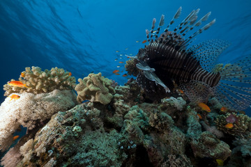 Naklejka na ściany i meble Lionfish. coral and ocean.