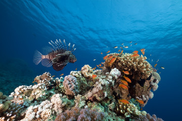 Fototapeta na wymiar Lionfish. coral and ocean.