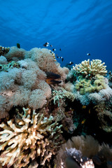 Yellowmargin moray. coral and ocean.