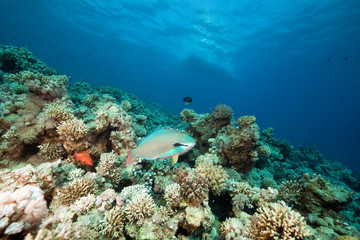 Obraz na płótnie Canvas Fish. coral and ocean.