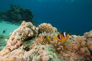 Fototapeta na wymiar Zawilec Bubble anemonefish.