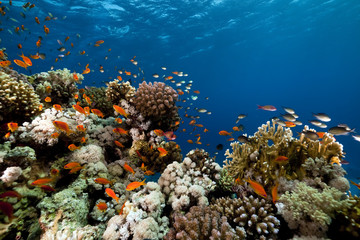Fototapeta na wymiar Fish. Koral i ocean.