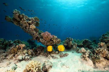 Masked butterflyfish. coral and ocean.