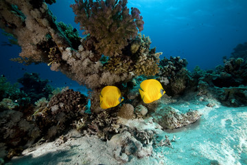 Fototapeta na wymiar Masked butterflyfish. coral and ocean.