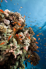 Fototapeta na wymiar Fish. coral and ocean.