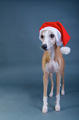Stehender Whippet mit Nikolausmütze