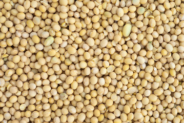 soybean