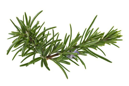 Rosemarinus Officinalis