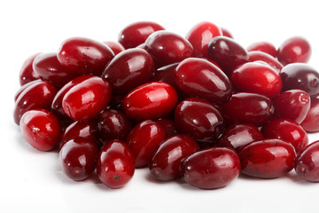 cornels, dogwood isolated on a white