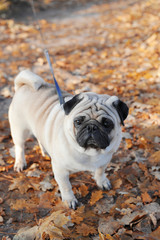Obraz premium Cute pug outdoors